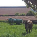 Tag der Milch