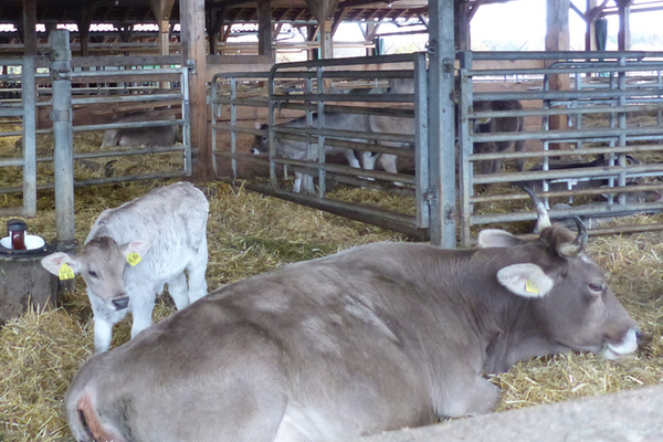 2. Workshop: Umweltgerechtigkeit und Nachhaltigkeit Milch