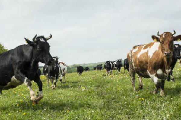 1. Workshop: Umweltgerechtigkeit und Nachhaltigkeit Milch