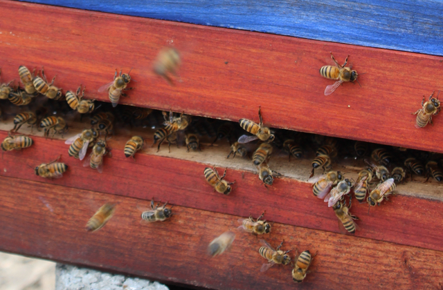 Welt-Bienentag: Zukunft von Mensch & Biene