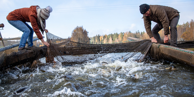 Wurzeltour zum Thema Fisch