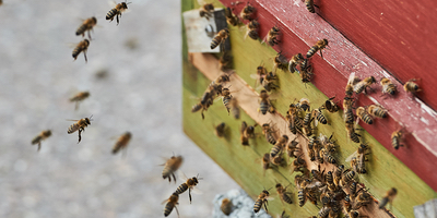 Weltbienentag